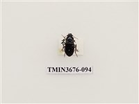 藏品(步行蟲(2))的圖片